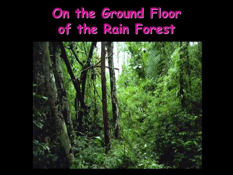 On the Ground Floor  of the Rain Forest